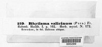 Rhytisma salicinum image